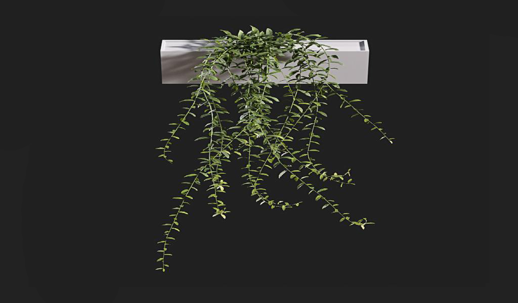 50 MODEL CÂY RỦ